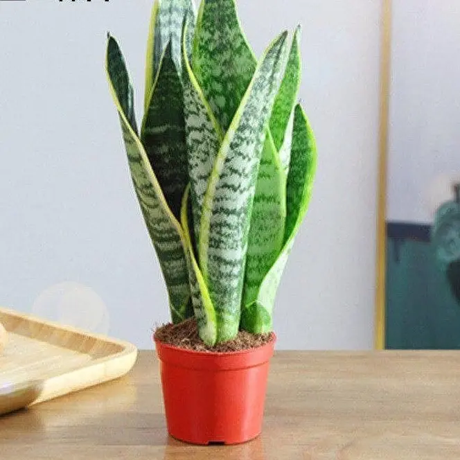 Live Golden Edge Snake Plant (Dracaena Trifasciata Sansevieria Laurentii) - Easy Care, Low Maintenance Air Purifying Houseplant with Dark Green & Light Green Foliage, No Frequent Spraying Needed, Ideal for Bedroom, Home Office Decor & Gifting, Indoor