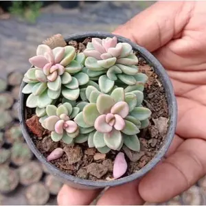 Succulents