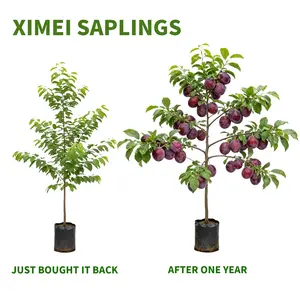 Trending 2026 Premium Grafted Plum Tree Seedling Fast Growing High Yield Yard Garden Planting