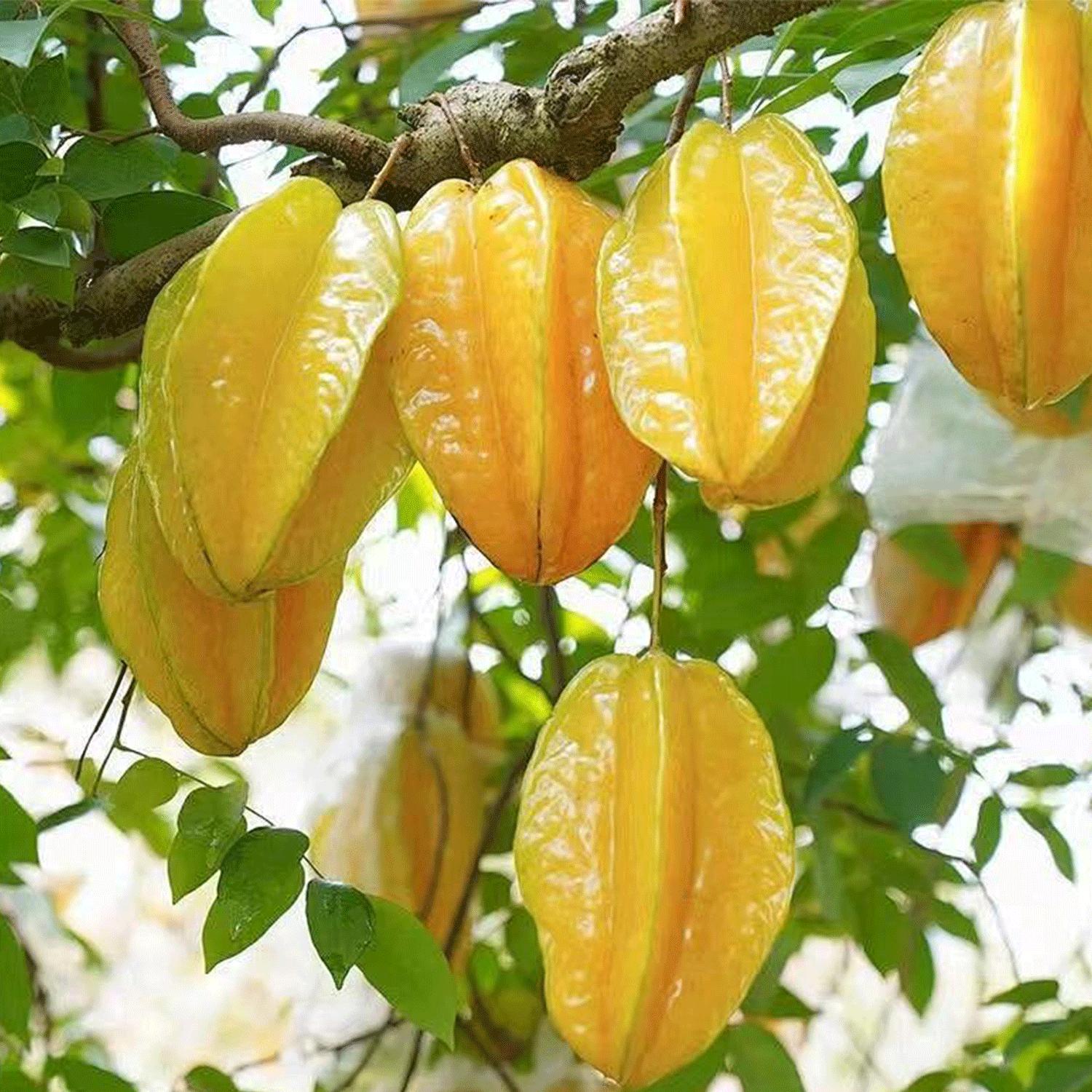 Carambola Star Fruit Seeds for Planting – Easy to Grow Tropical Fruit Tree for Home Garden, Beginner Friendly Gardening, Outdoor Patio Backyard Planting Carambola Star Fruit Seeds for Planting – Easy to Grow Tropical Fruit Tree for Home Garden, Beginner Friendly Gardening, Outdoor Patio Backyard Planting