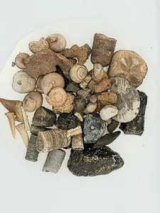 5lb Fossil Mining Bag - Educational Fun Party Favor with Fossil Mix and Shark Teeth in Burlap Bag