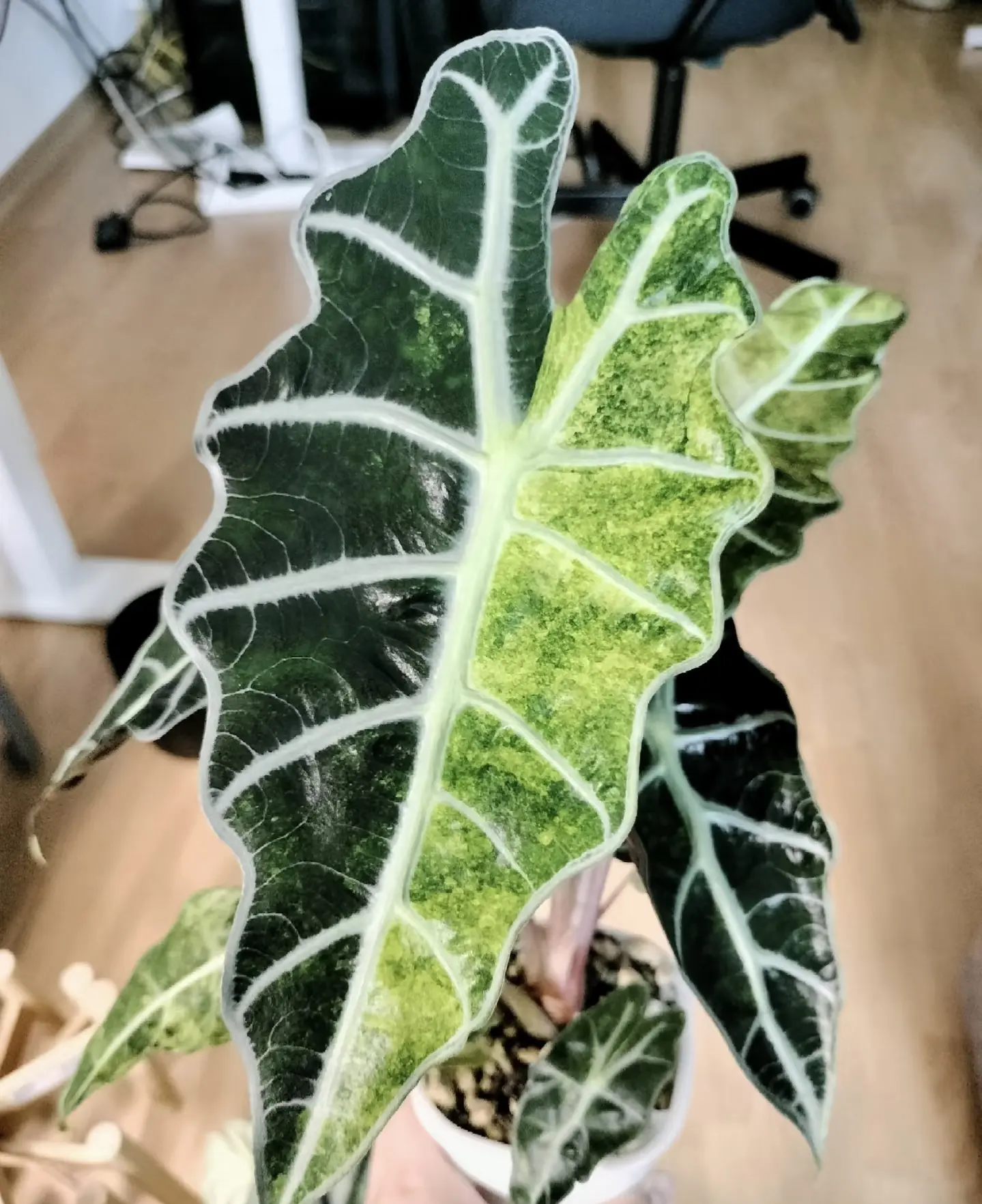 Alocasia Polly Splash Aurea Live Starter Plant in 2-Inch Pot | Variegated Alocasia Collector Plant