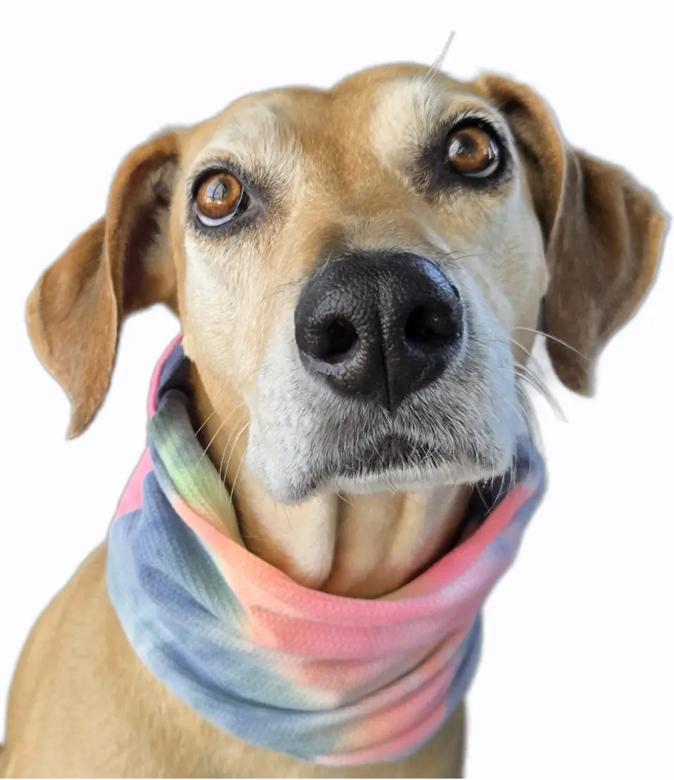 Dog Cooling Slip-On Scarf/Gaiter Made in USA