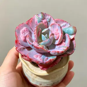 Echeveria ‘Lunar Heart’ Variegata Rare Succulent Plant Bare Root | Colorful Variegated Rosette | Easy Care Beginner Friendly Houseplant | Perfect Gift & Home Decor | Indoor Garden Plant | #Succulent #PlantTok #RarePlants #VariegatedSucculent #Houseplants