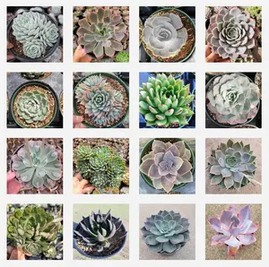 Assorted Succulent Set Shown in 6" Pots