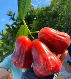 Wax Apple Seeds  – Non-GMO Tropical Fruit Seeds, All Seasons Planting, High Germination, Sweet & Juicy Rose Apple, Fast Growing, Easy to Grow for Home Garden, Patio, Balcony & Greenhouse