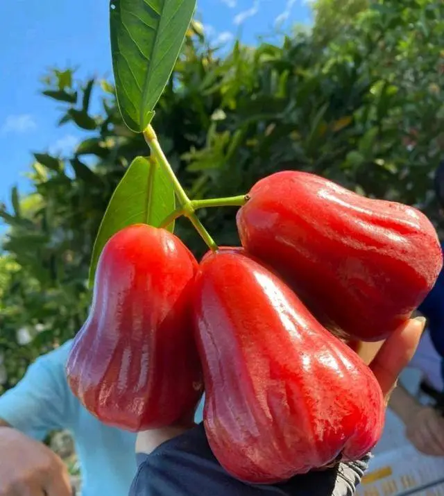Wax Apple Seeds  – Non-GMO Tropical Fruit Seeds, All Seasons Planting, High Germination, Sweet & Juicy Rose Apple, Fast Growing, Easy to Grow for Home Garden, Patio, Balcony & Greenhouse