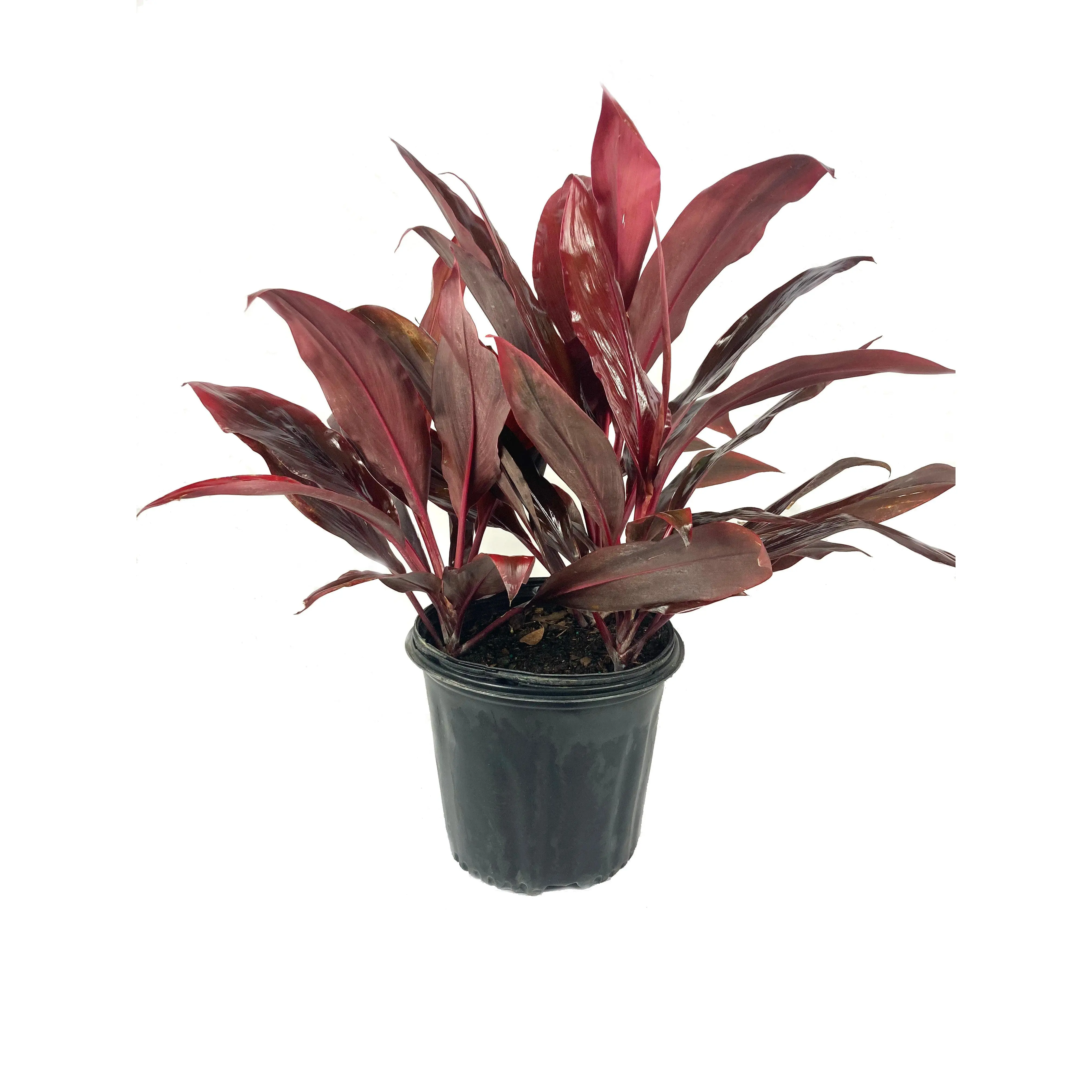 Auntie Lou Hawaiian Ti Plant - Live Plant in an 10 Inch Growers Pot - Cordyline Terminalis 'Autie Lou' - Beautiful Indoor Outdoor Air Purifying Tropical Houseplant