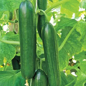 Cucumber Beit Alpha Organic Seeds (Cucumis sativus) – Thin-skinned, burpless cucumbers with sweet, crisp flesh, ideal for fresh eating and slicing.