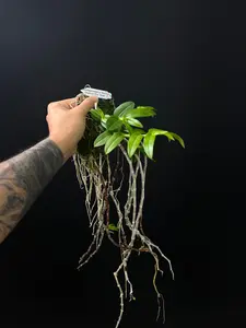 Dendrobium anosmum