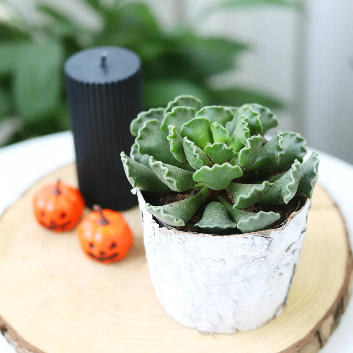 Key Lime Pie - Adromischus cristatus - Crinkle-Leaf Plant
