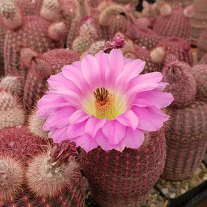 Rainbow Hedgehog Cactus - Echinocereus rigidissimus 'Rubispinus'