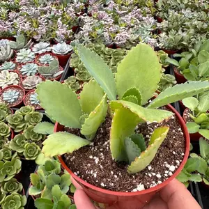 500Pcs Kalanchoe “Mother of Thousands” Succulent Seeds – Easy-Grow, Unique Plants for Home & Garden