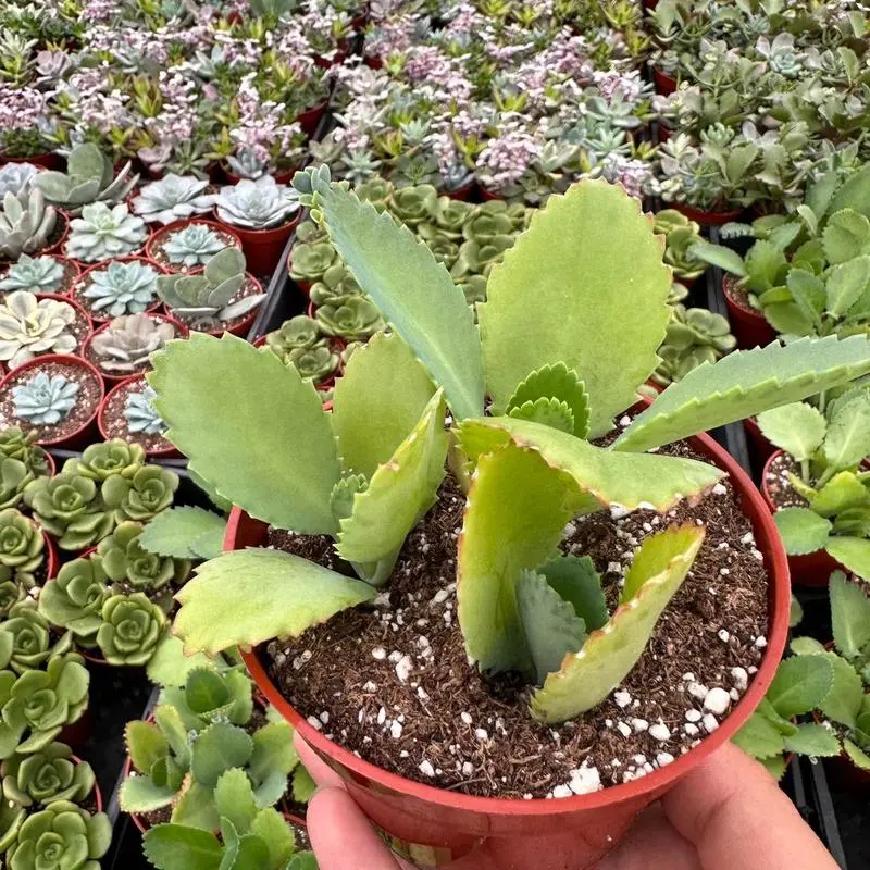 500Pcs Kalanchoe Succulent Seeds – Drought-Resistant Greenery for Indoor Pots & Outdoor Landscaping