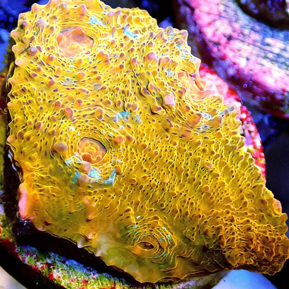 Orange Rainbow Chalice
