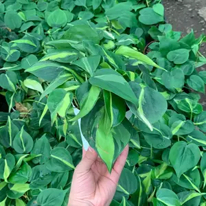 House plants -philodendron Brazil Cordatums 4inch plant low maintenance indoor plant