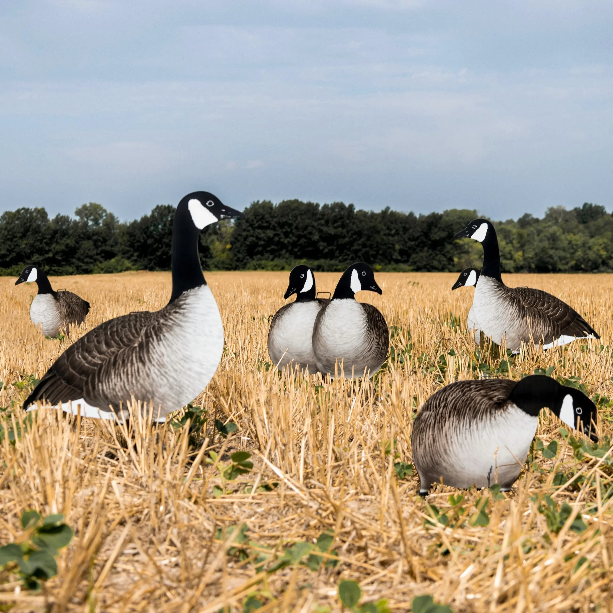 V2A Alternate Canada Goose Silhouettes
