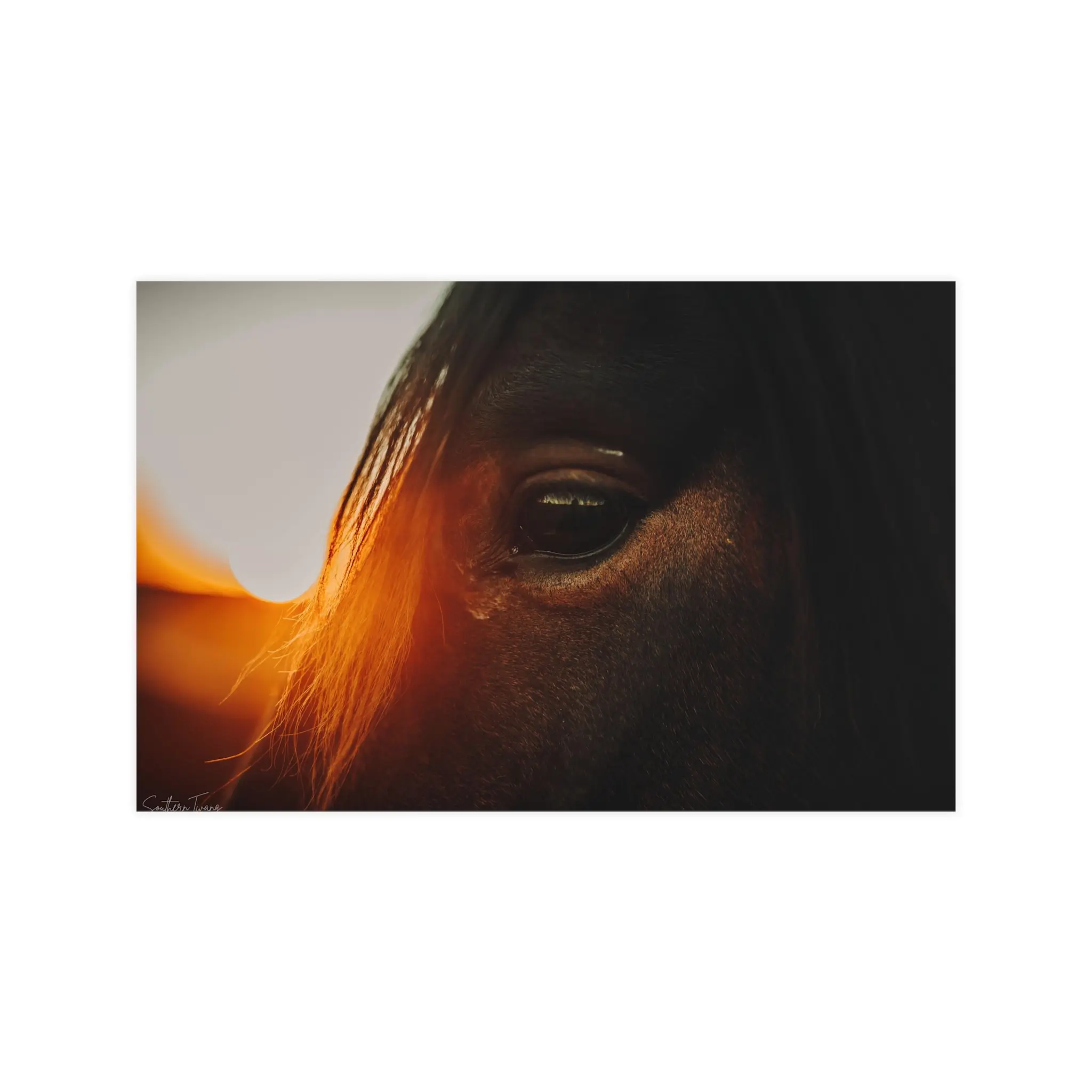 Professional horse photography wall decor poster