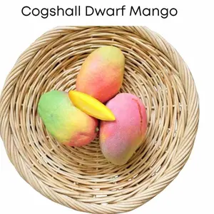 Cogshall Grafted Mango Tree 2-4ft Tall - Ship to All States
