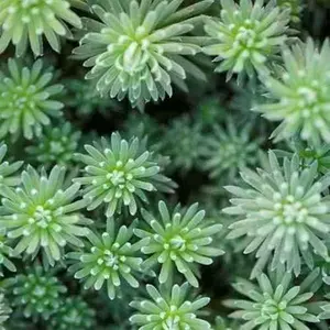 100 Seeds Perennial Sedum Oracle Stonecrop Succulent Ground Cover Seeds for Planting