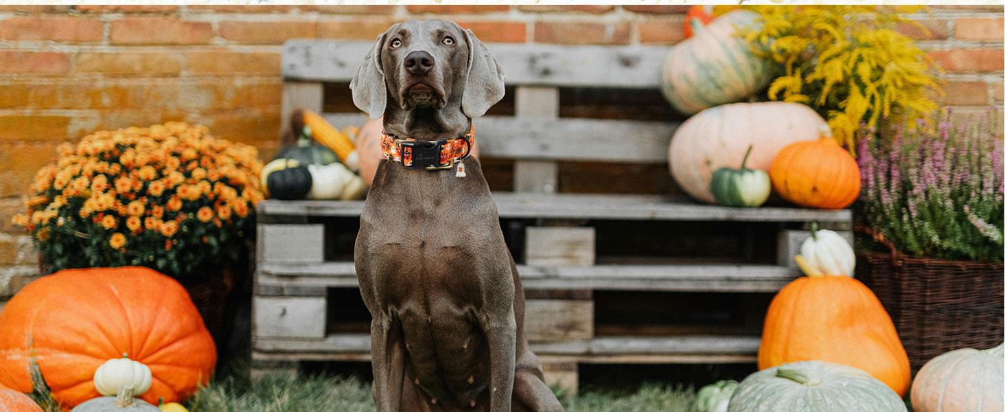 ARING PET Plaid Print Breathable Cotton Dog Collar - Orange Black White Halloween Party Wear, Quick Release for Small-Large Dogs, XS Size Fall Collar