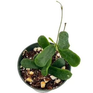 Hoya rotundiflora