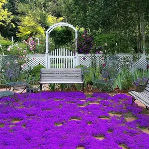 Purple Creeping Thyme Seeds for Planting Thymus Serpyllum - Heirloom Creeping Thyme Seeds Ground Cover Easy to Plant - Open Pollinated