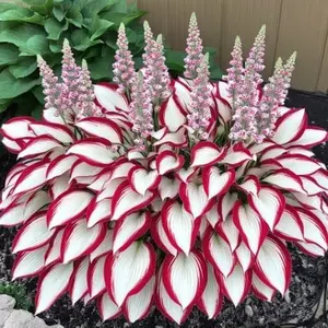 Hosta Seeds Perennial Hosta Plants Grow Easily Red and White Hostas Bulbs for Planting Outdoor Patio Garden Shade Low Maintenance 100pcs