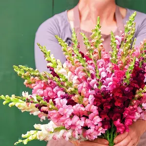 12000+ Snapdragon Seed Mix Non-GMO Heirlooms Attract Pollinators for Home Gardens & Flowers Cultivation Snapdragon Seeds Variety