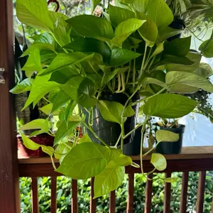 Neon Pothos | 8 In. Hanging Pot | Live Plant | Decoration