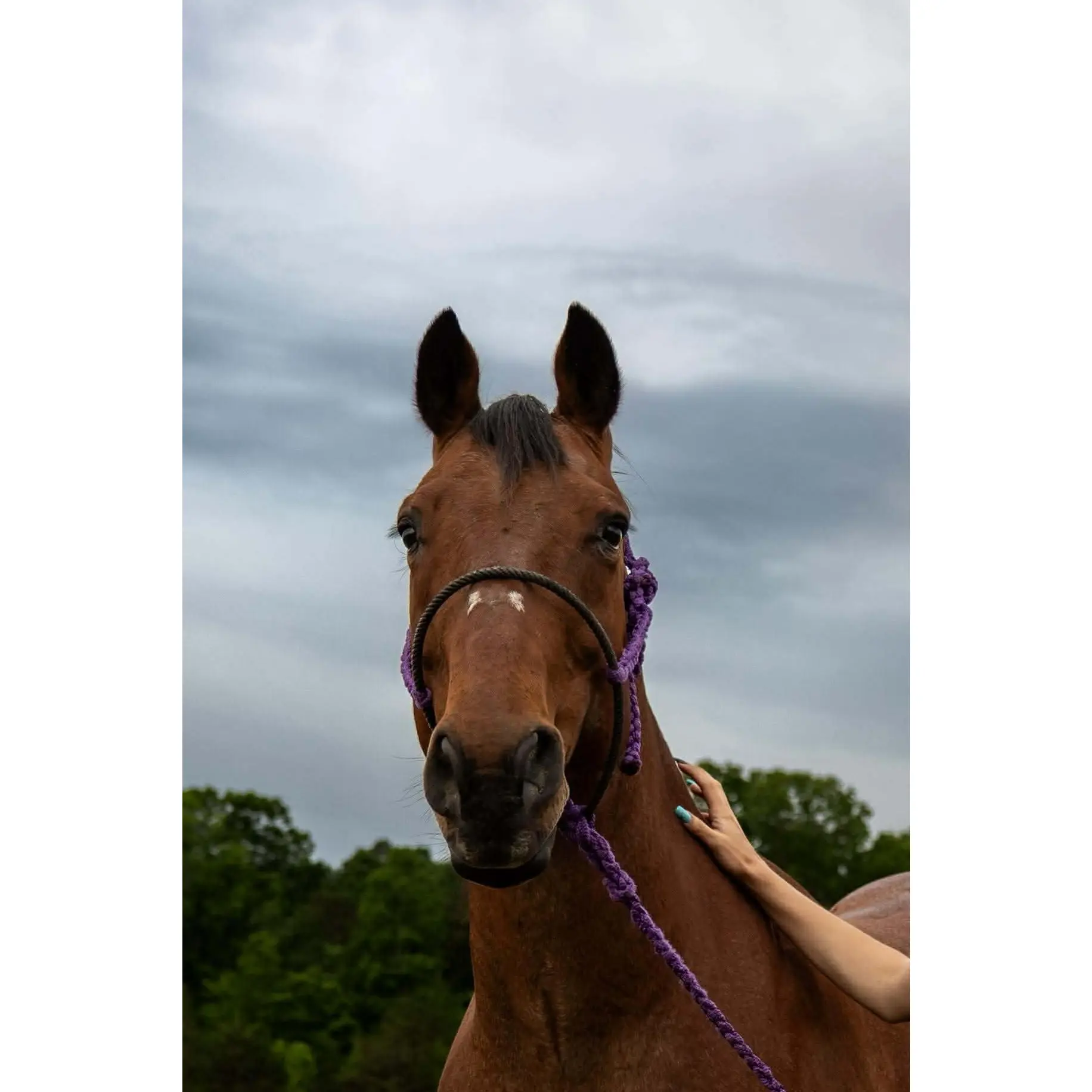 Quick Snap Lariat Mule Tape Halter + Lead
