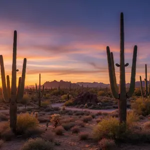 Saguaro National Park Canvas 8x10 in
