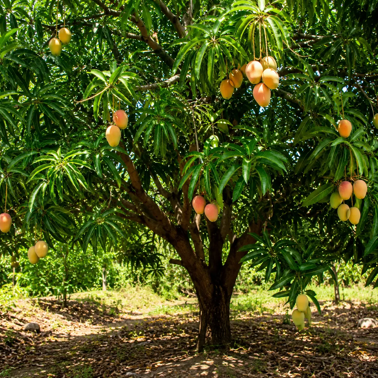 Mango Seeds for Planting, Tropical Fruit Tree Seeds, Fresh Mango Plant Seeds for Home Garden, Backyard, Patio & Indoor Pot Growing