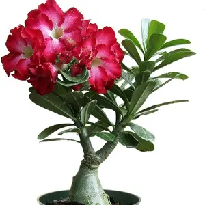 25+ Exotic Heirloom Desert Rose Garden Seeds - Adenium Obesum - Vibrant Mixed Colors for Beautiful Blooms