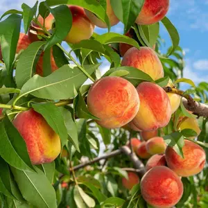 10 Seeds Peach for Planting Outdoors, Sweet Fruit Tree Seeds, Easy to Grow Peach Tree Seeds for Backyard Orchard and Home Garden, Seeds Only Not Live Plants