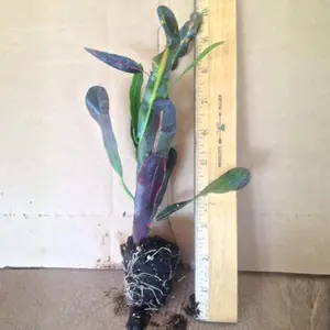Croton 'Mammy' – Codiaeum variegatum (Colorful Tropical Foliage, Live Starter Plant)