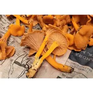 Funnel Chanterelle Yellow FT Mushroom Spores in Sawdust Bag Garden Grow Kit 5gal