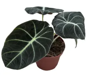 Alocasia Ninja 4” Indoor Houseplants Live