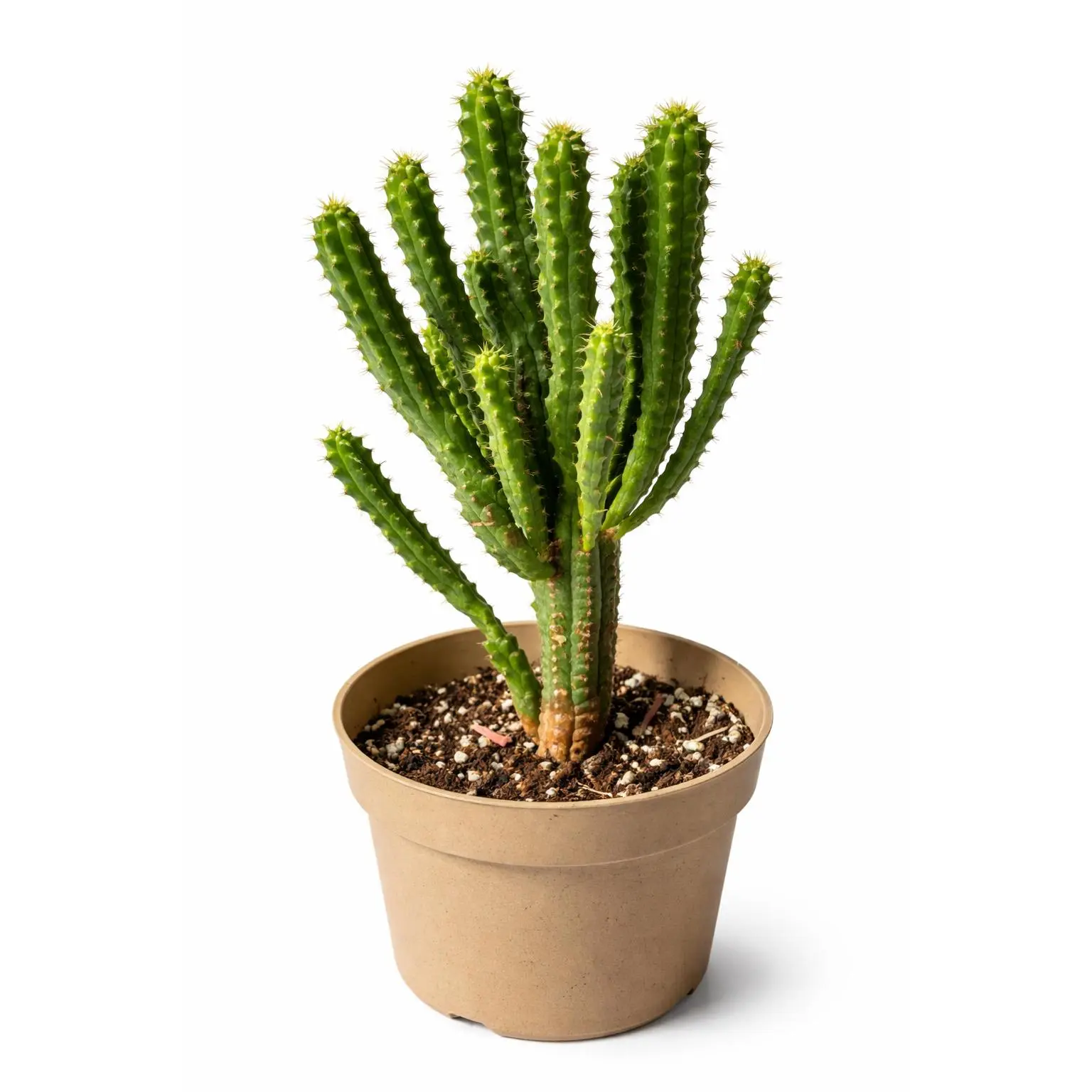 Indian Corn Cob Cactus (Euphorbia mammillaris) Live Plant | Unique Spiky Succulent, Easy Care | Hand Picked Nursery