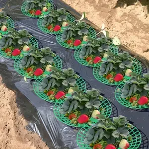 10pcs Strawberry Planting Rack, Prevents Fruit Mold Rot, Practical Garden Storage Shelf with Legs, Durable Gardening Accessory, Garden Supplies