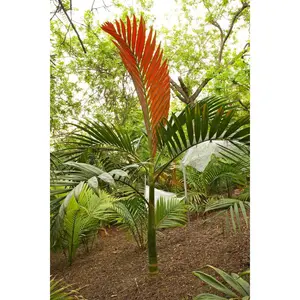 Red Flame Palm - Live Plant in a 3 Gallon Growers Pot - Chambeyronia Macrocarpa - Extremely Rare Ornamental Palms from Florida