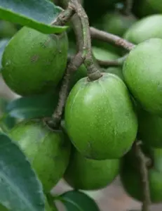 June Plum Tree