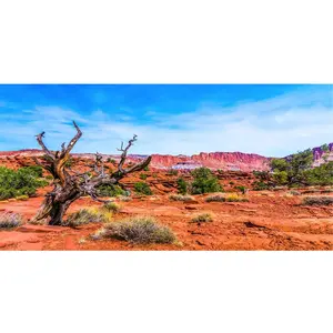 48x24 inches Reptile Habitat Background Blue Sky Oasis Orange Desert Polyester Terrarium Background