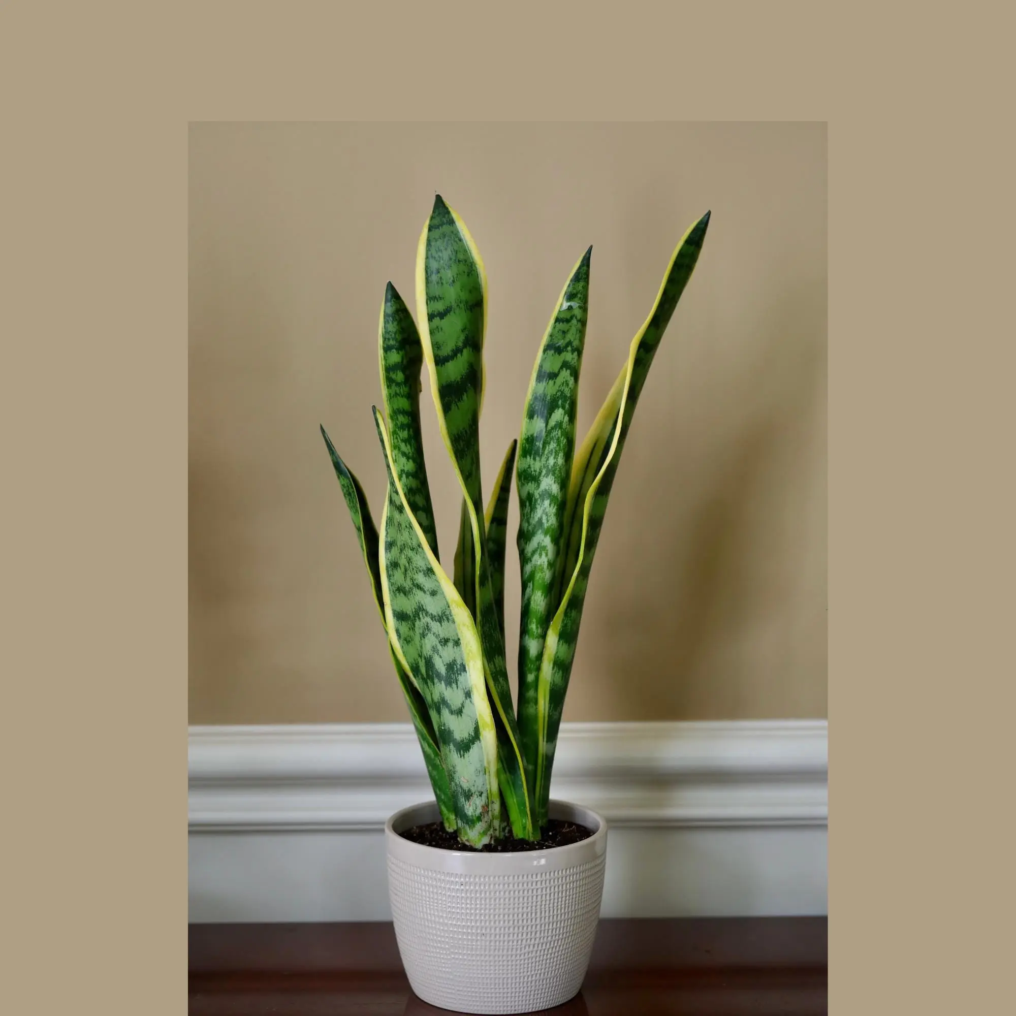 black coral snake plant sanseveria Sansevieria Black Coral | Snake Plant | Care Guide and Pro Tips