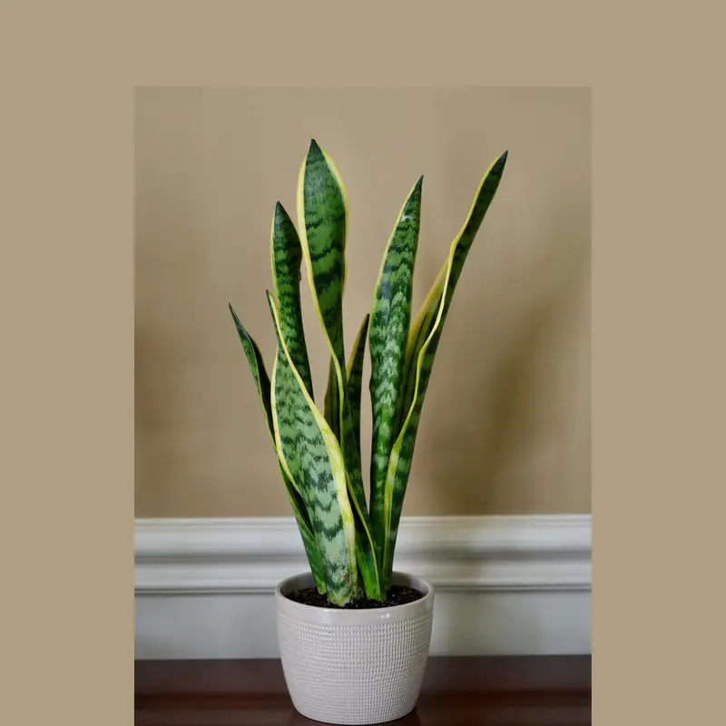 aldi snake plant - TikTok Shop