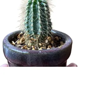 Saguaro Cactus Seeds - Individual Pack for Easy Planting and Growing