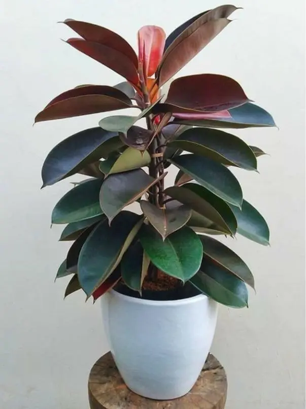 Live Ficus Elastica Rubber Tree Potted Plant - Tree Form for Indoor Use, Natural Look Foliage, Home & Apartment Decorating (Garden & Home Improvement Supplies), Decorating My Apartment