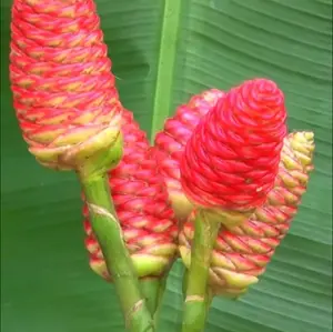 7 Shampoo Ginger Rhizomes, Zingiber Zerumbet Pine Cone Ginger Bitter Ginger Plants  Red Ginger Lily Roots For Planting, Ready To Grow
