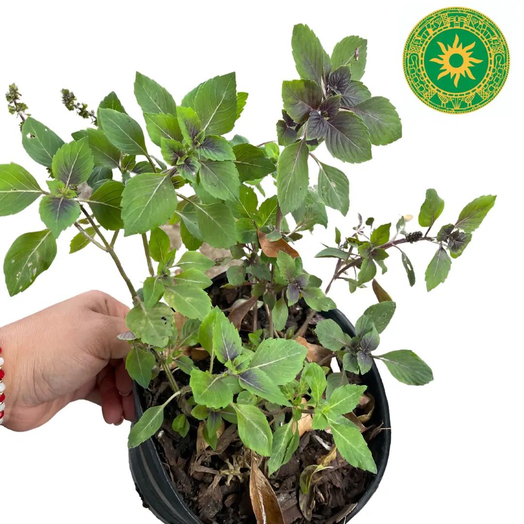 BALL OF PURPLE BASIL