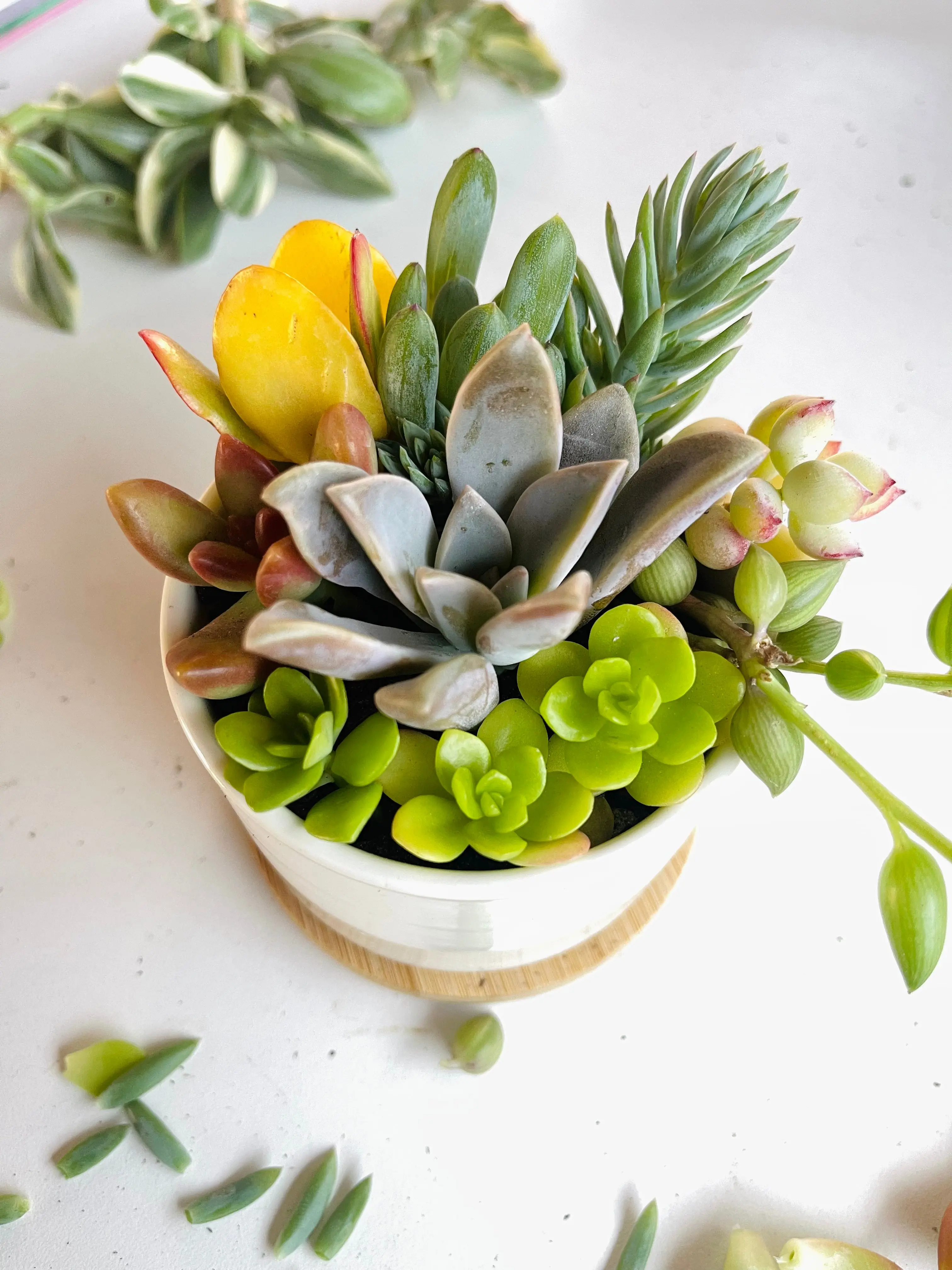 DIY Succulent Garden Kit (White Pot) - 3”